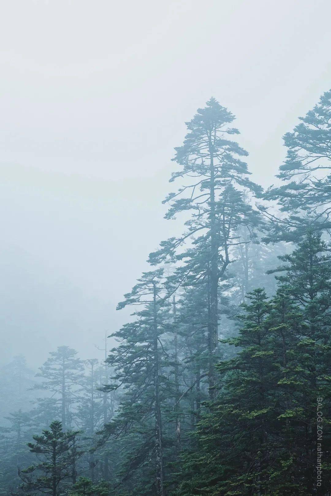 拯救红松鼠